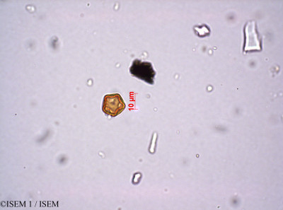 ISEM 1/Illecebrum_verticillatum_29205/Illecebrum_verticillatum_29205_0001(copy)_thumb.jpg